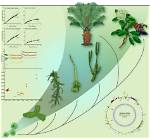 How Do Plants Evolve