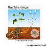 How Do Plants Fix Nitrogen