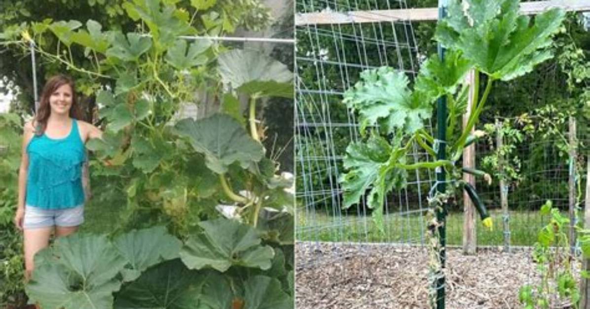How Do Plants Grow Vertically?