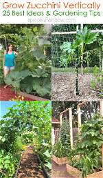 How Do Plants Grow Vertically?