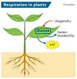 How Do Plants Respire
