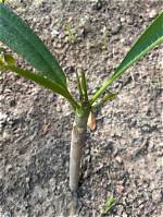 How Do Plumerias Branch