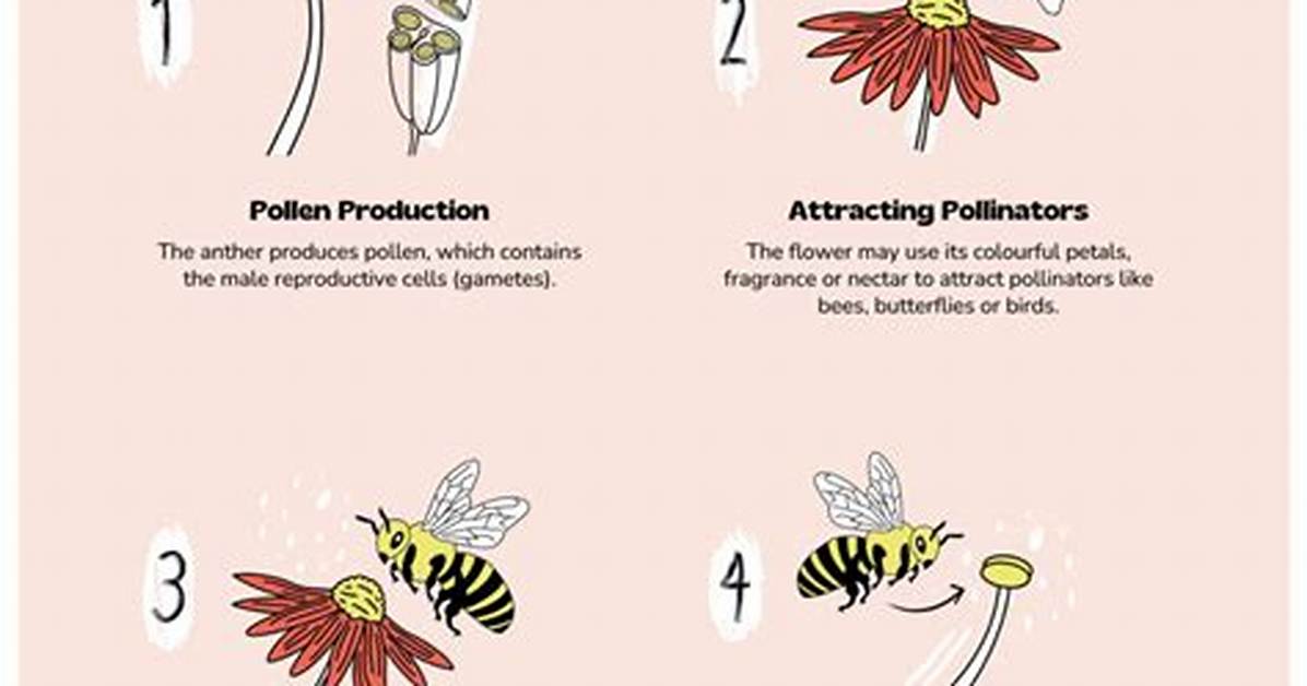 How Do Pollinators Work?