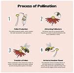 How Do Pollinators Work?