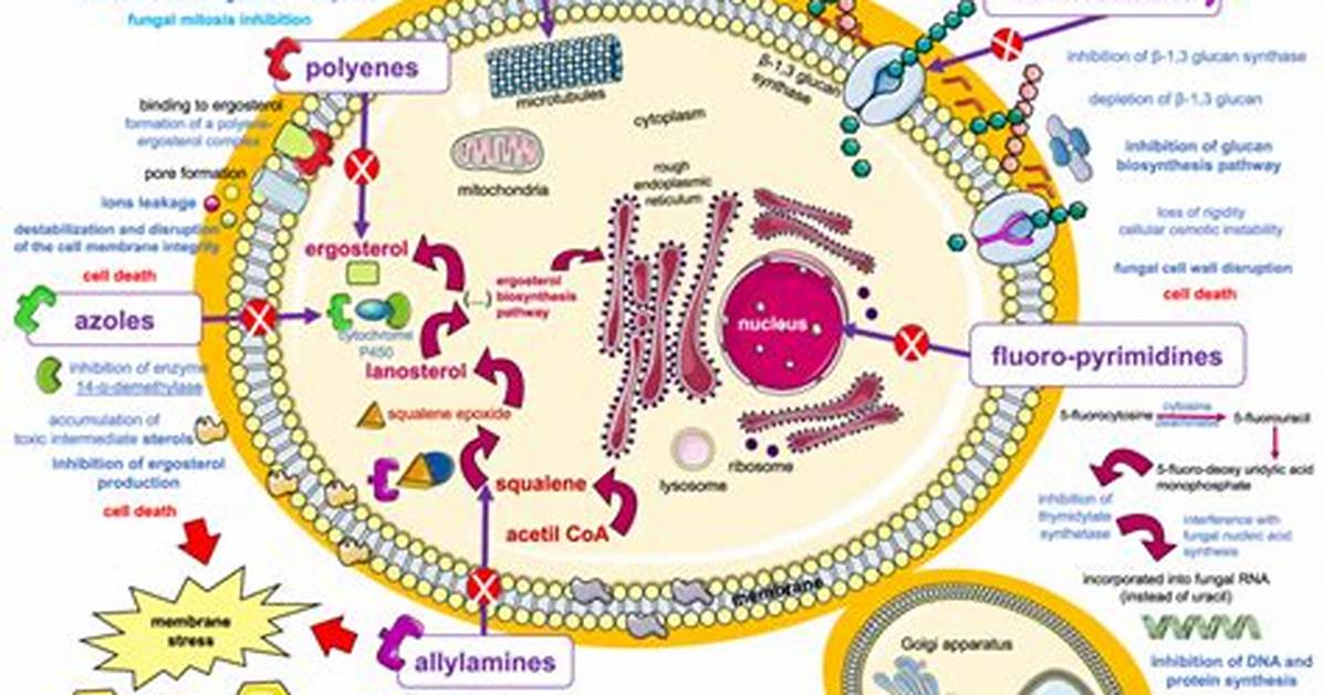 How Do Polyenes Work?