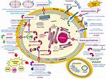 How Do Polyenes Work?