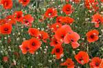 How Do Poppies Multiply