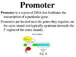 How Do Promoters Work?