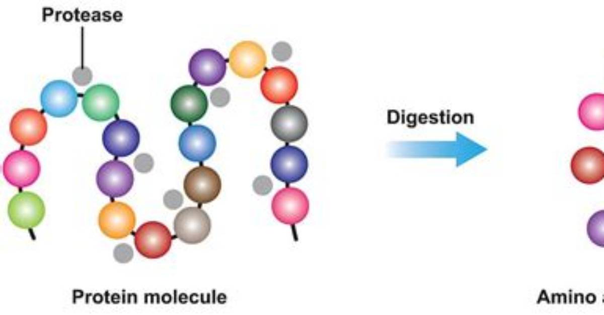 How Do Proteases Work?
