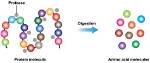 How Do Proteases Work?