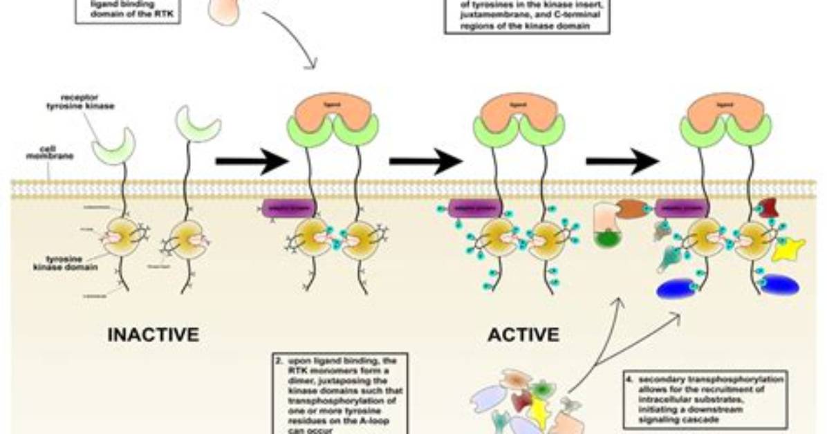 How Do Proteins Dimerize?