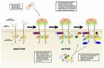 How Do Proteins Dimerize?