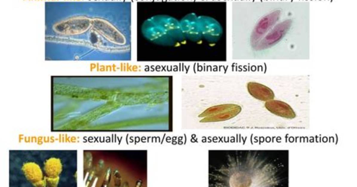 How Do Protists and Bacteria Differ?