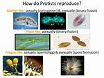 How Do Protists and Bacteria Differ?