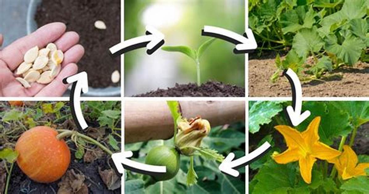 How Do Pumpkins Grow