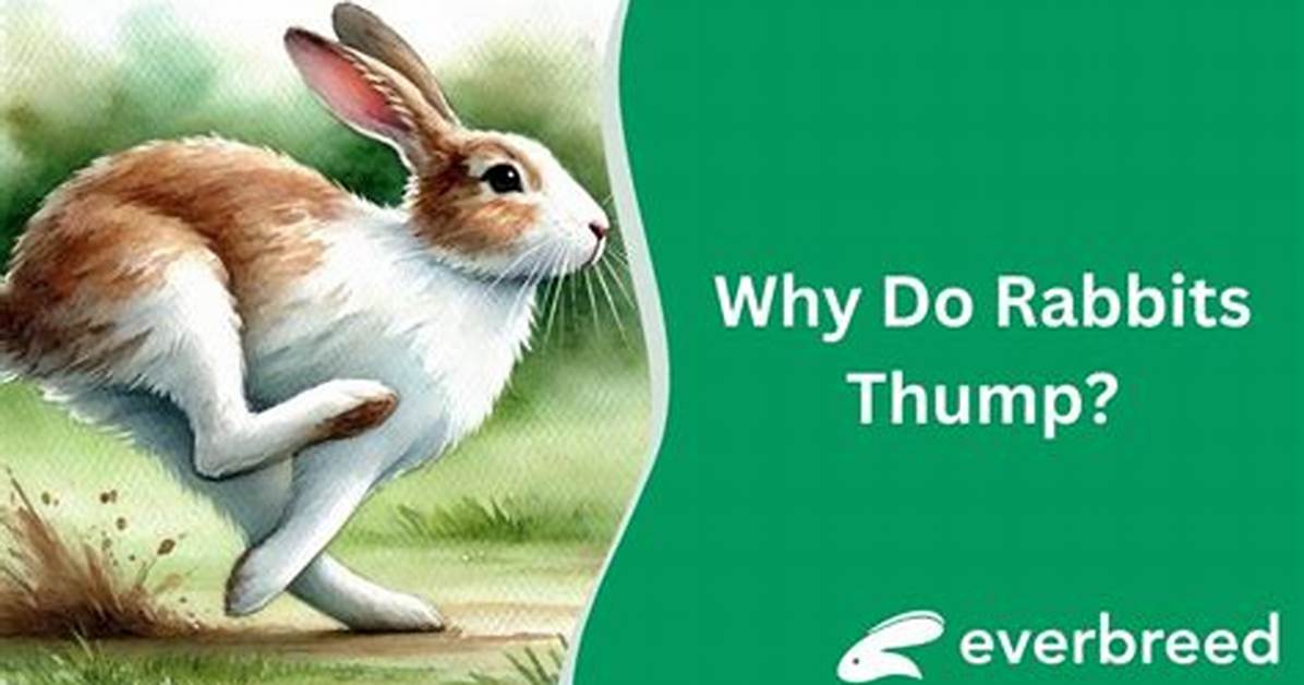 How Do Rabbits Thump?