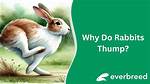 How Do Rabbits Thump?