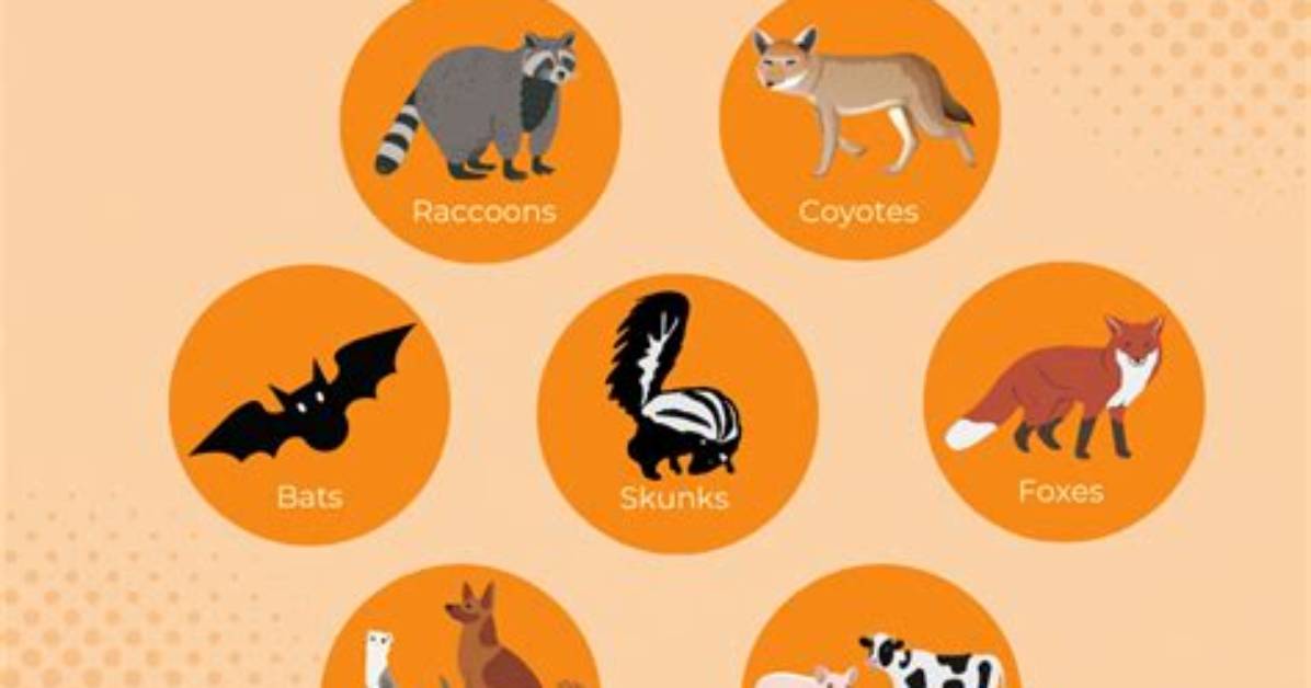 How Do Rabid Animals Act?
