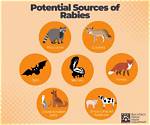 How Do Rabid Animals Act?