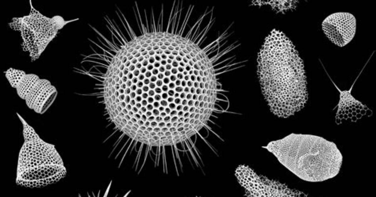 How Do Radiolarians Move?
