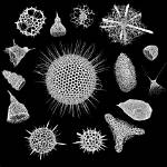 How Do Radiolarians Move?