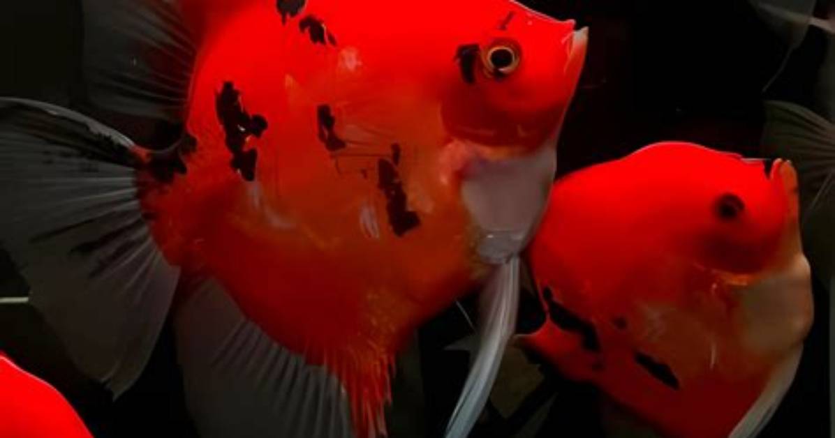 How Do Red Devil Fish Mate?