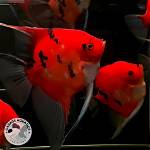 How Do Red Devil Fish Mate?