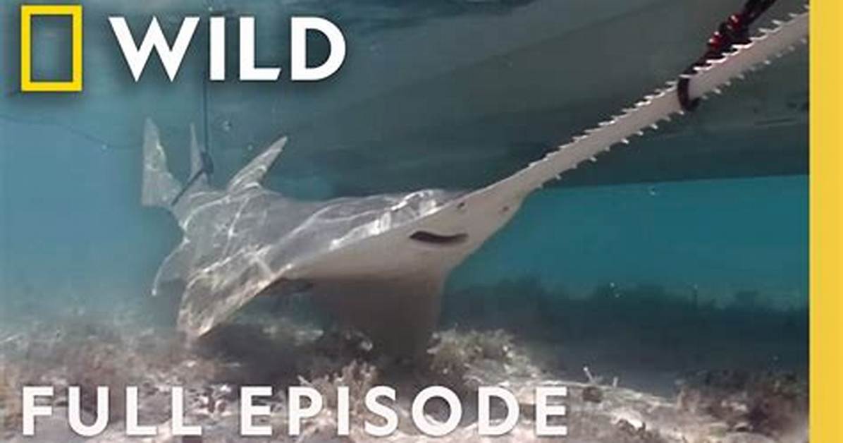 How Do Sawfish Attack?