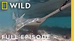How Do Sawfish Attack?