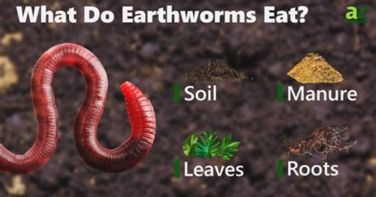 How Do Segmented Worms Eat?