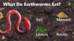 How Do Segmented Worms Eat?