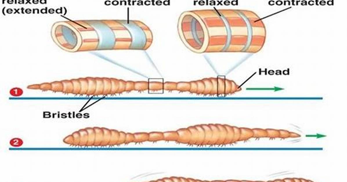How Do Segmented Worms Move?