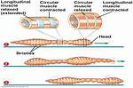 How Do Segmented Worms Move?