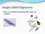 How Do Single Celled Organisms Work?
