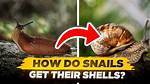 How Do Snails Get Their Shells