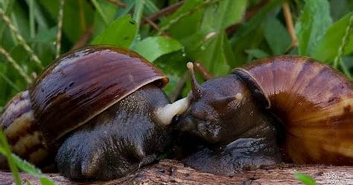How Do Snails Mate