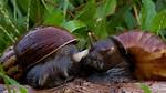 How Do Snails Mate