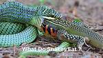 How Do Snakes Help Humans