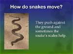 How Do Snakes Move?