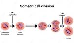 How Do Somatic Cells Replicate
