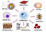 How Do Specialized Cells Differ in Function?