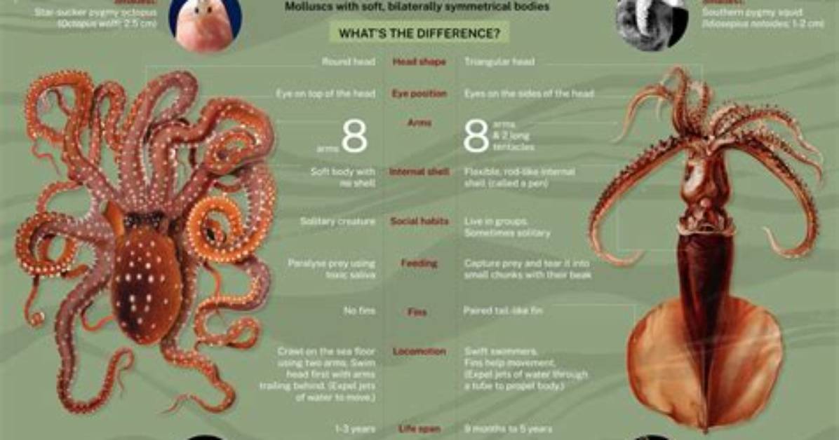 How Do Squids Breed