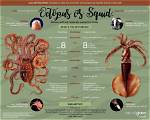How Do Squids Breed