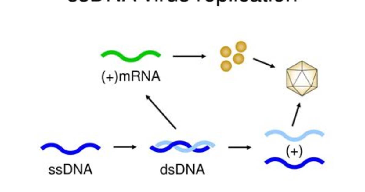 How Do ssDNA Viruses Replicate?