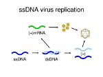 How Do ssDNA Viruses Replicate?