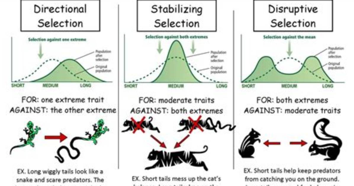 How Do Stabilizing and Disruptive Selection Differ?