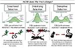How Do Stabilizing and Disruptive Selection Differ?