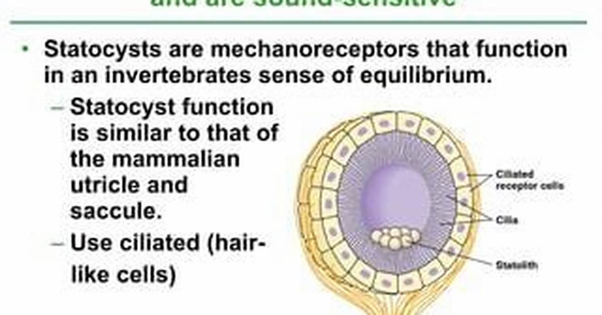 How Do Statocysts Function?