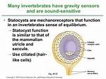 How Do Statocysts Function?