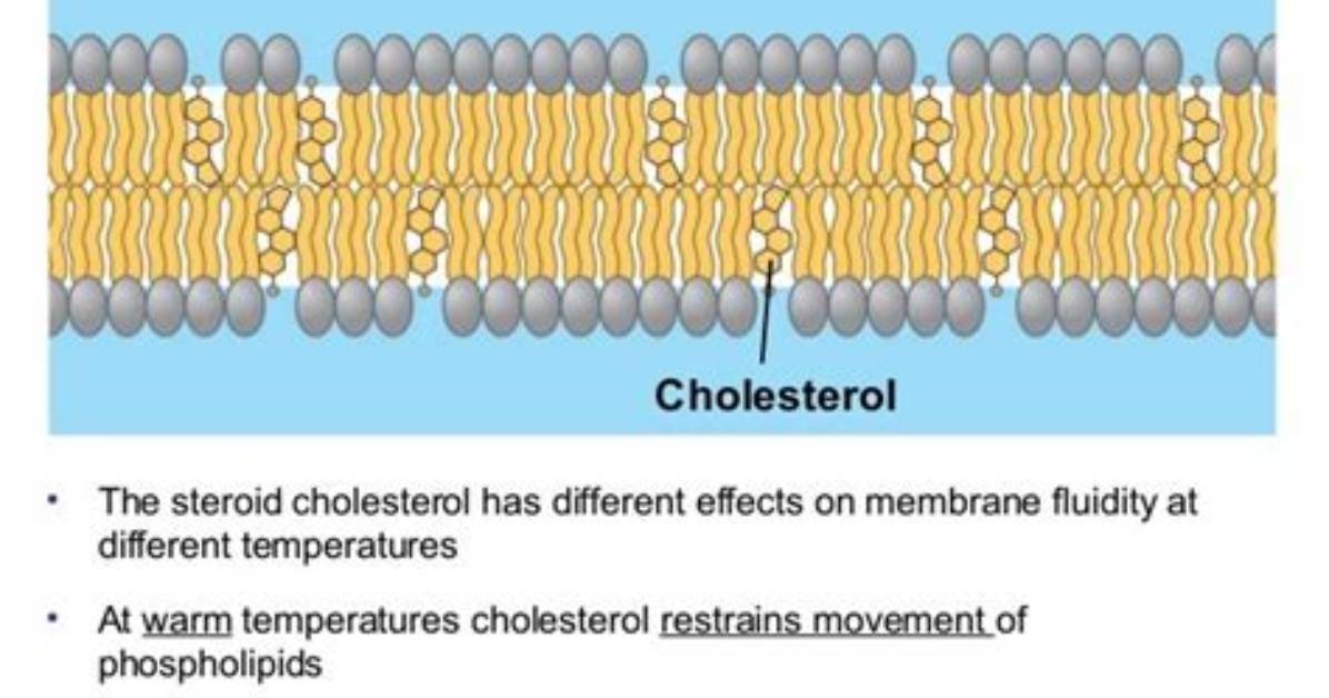 How Do Sterols Affect Membrane Fluidity